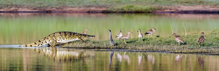 wetlands wildlife