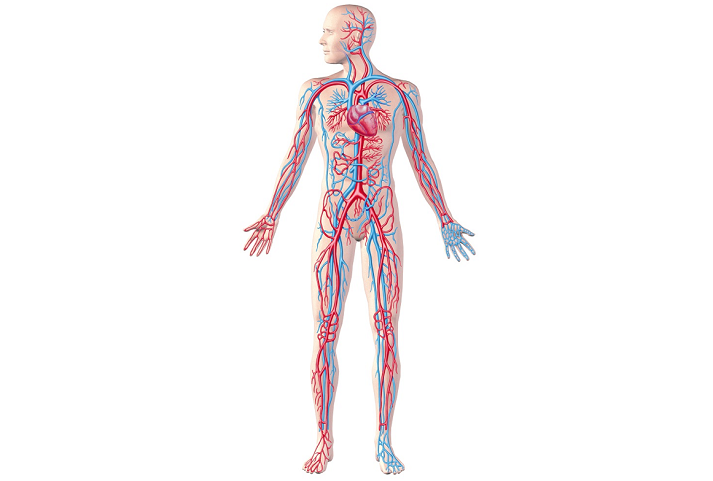 The Circulatory System Educational Resources K12 Learning, Life Science