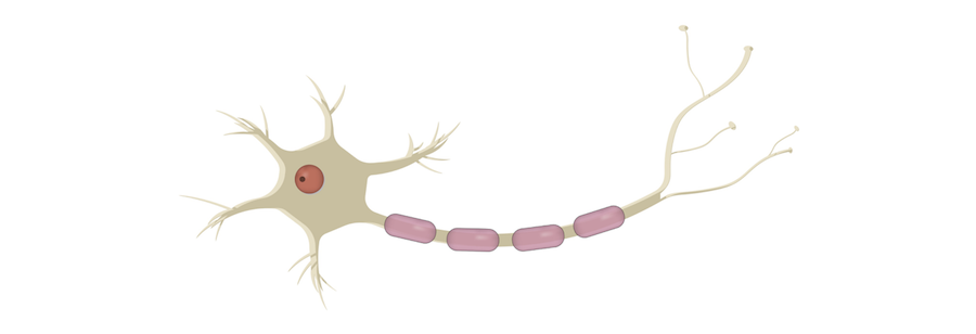 Nerve Cells Educational Resources K12 Learning, Life Science, Science