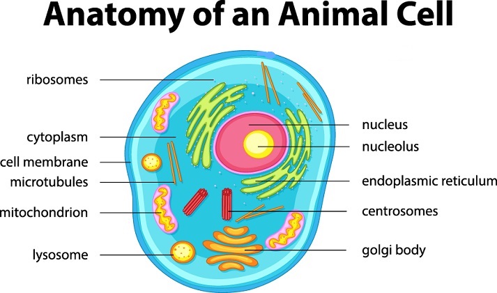 anatomy of an animal cell
