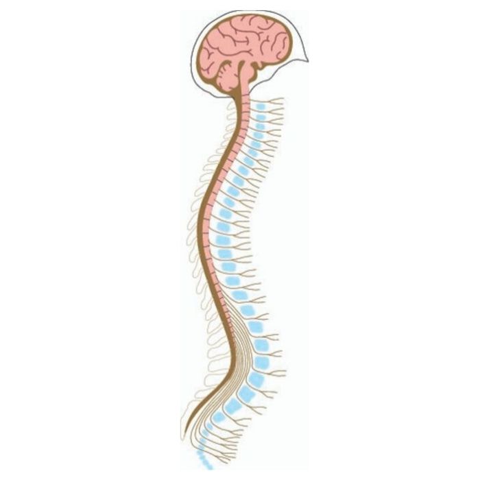 brain and spinal cord