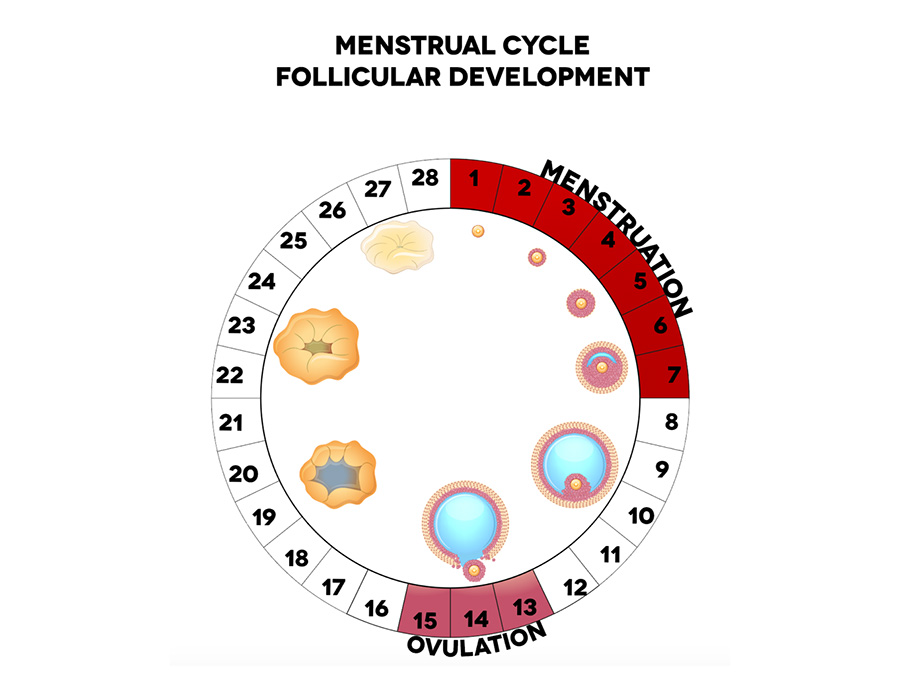 Как правильно считать менструационный цикл. Цикл менструационного цикла. Дни менструального цикла. Месячный цикл у женщин. Дни овуляции.