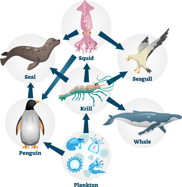 marine food web