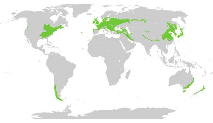 Temperate Forest Map