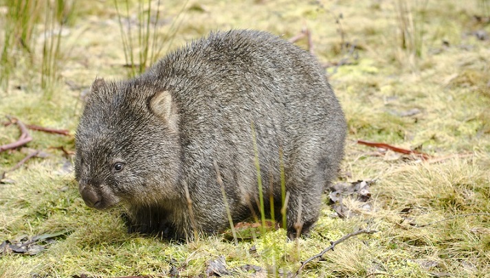 Marsupials: Wombats Educational Resources K12 Learning, Life Science,  Science Lesson Plans, Activities, Experiments, Homeschool Help