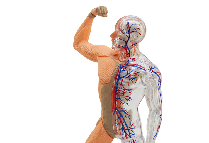Lesson - The Circulatory System in the Body Educational Resources K12 Learning