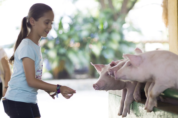 Lesson - <em>Animal Farm</em>: Chapters 9-10 Educational Resources K12 Learning
