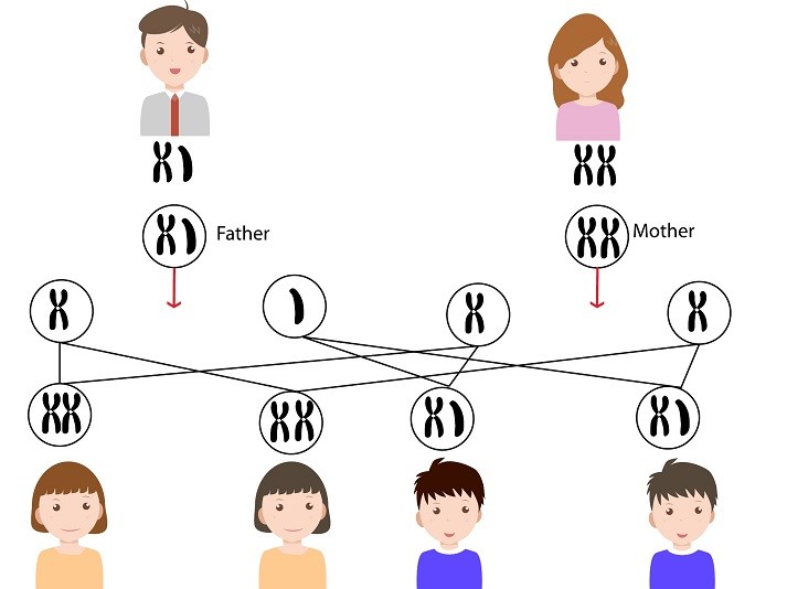 Lesson - Genetic Disorders Educational Resources K12 Learning