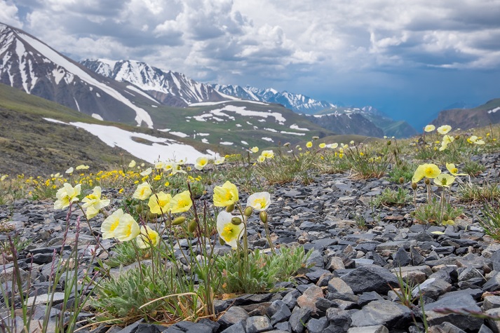 Lesson - Tundra: Plants Educational Resources K12 Learning