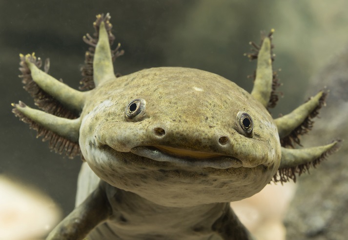 Axolotl: The Walking Fish That Is Not a Fish! Educational Resources K12 Learning