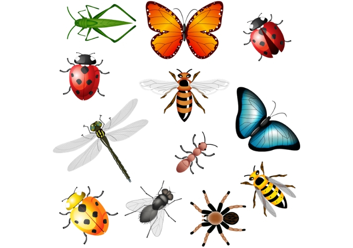 Bugs Are Important! Educational Resources K12 Learning
