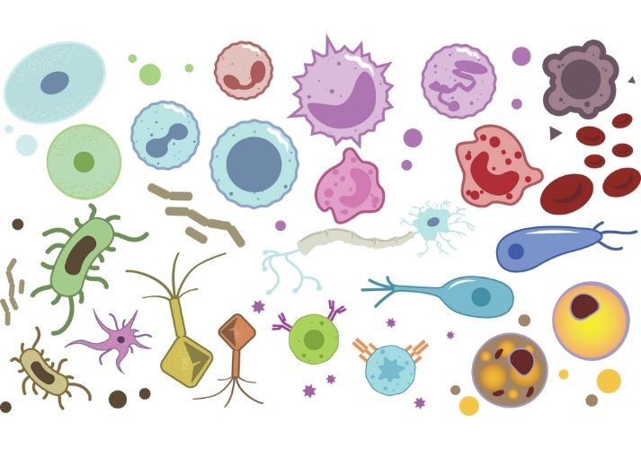 Lesson - Types of Cells Educational Resources K12 Learning