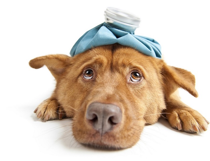 Lesson - Community Helpers: Veterinarians Educational Resources K12 Learning