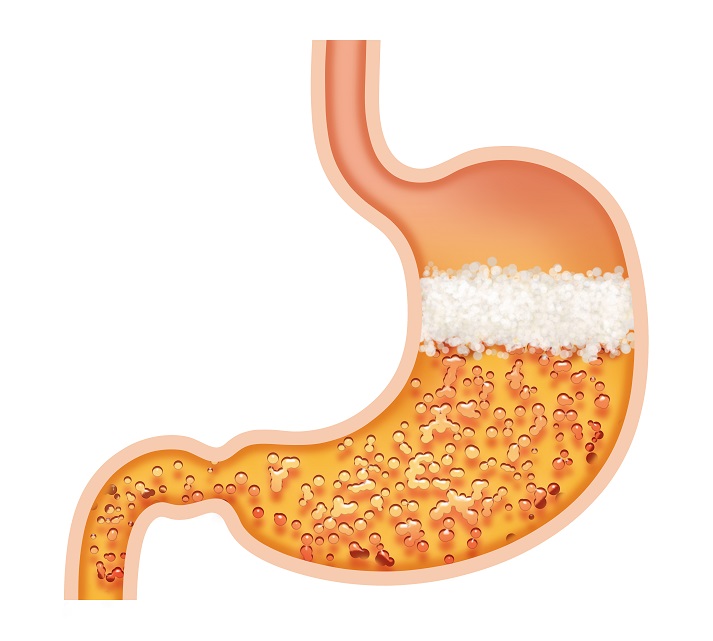 Lesson - The Digestive System of the Human Body Educational Resources K12 Learning