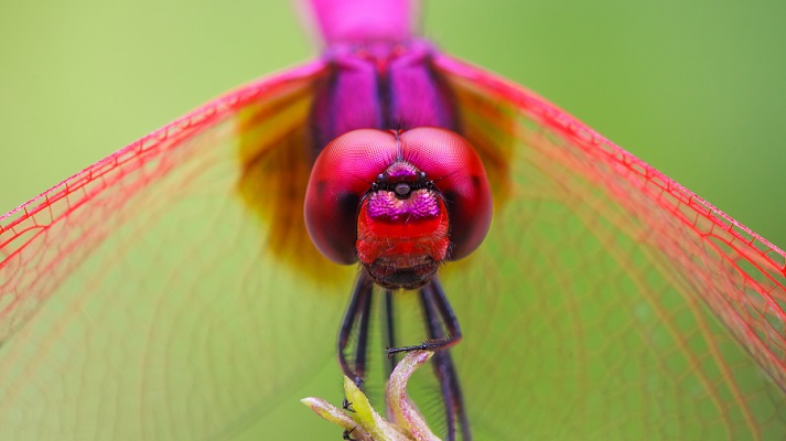 Lesson - Dragonfly – Dazzling and Dynamic Educational Resources K12 Learning