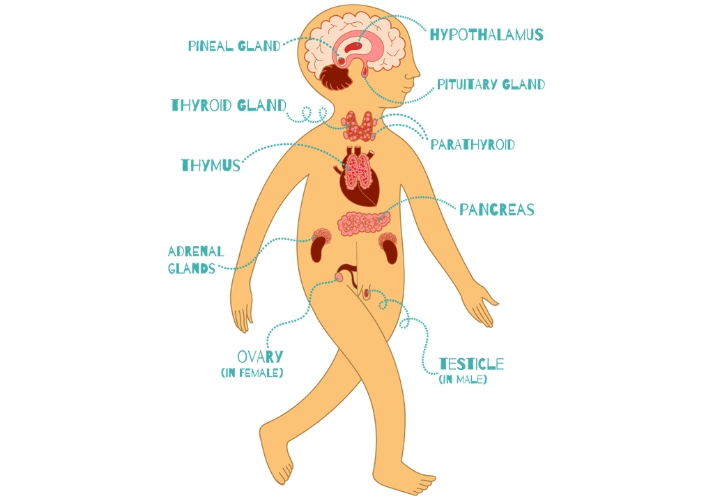 Lesson - Basics of the Endocrine System Educational Resources K12 Learning
