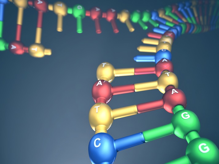 Lesson - How Does DNA Copy Itself? Educational Resources K12 Learning