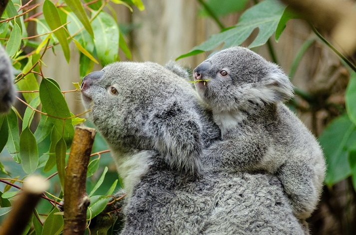 Lesson - Marsupials: Koalas Educational Resources K12 Learning