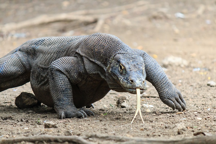 Lesson - Komodo Dragons: The Life of Giants! Educational Resources K12 Learning
