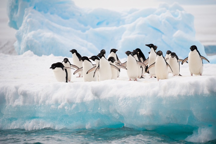 Lesson - Penguins Educational Resources K12 Learning