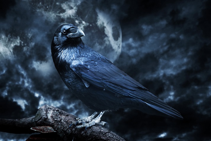 Lesson - Writing About The Raven Educational Resources K12 Learning