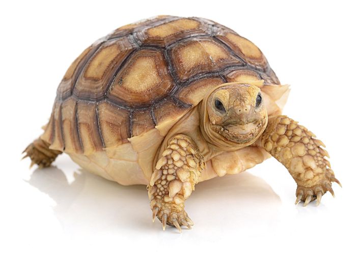 Lesson - Turtles Educational Resources K12 Learning