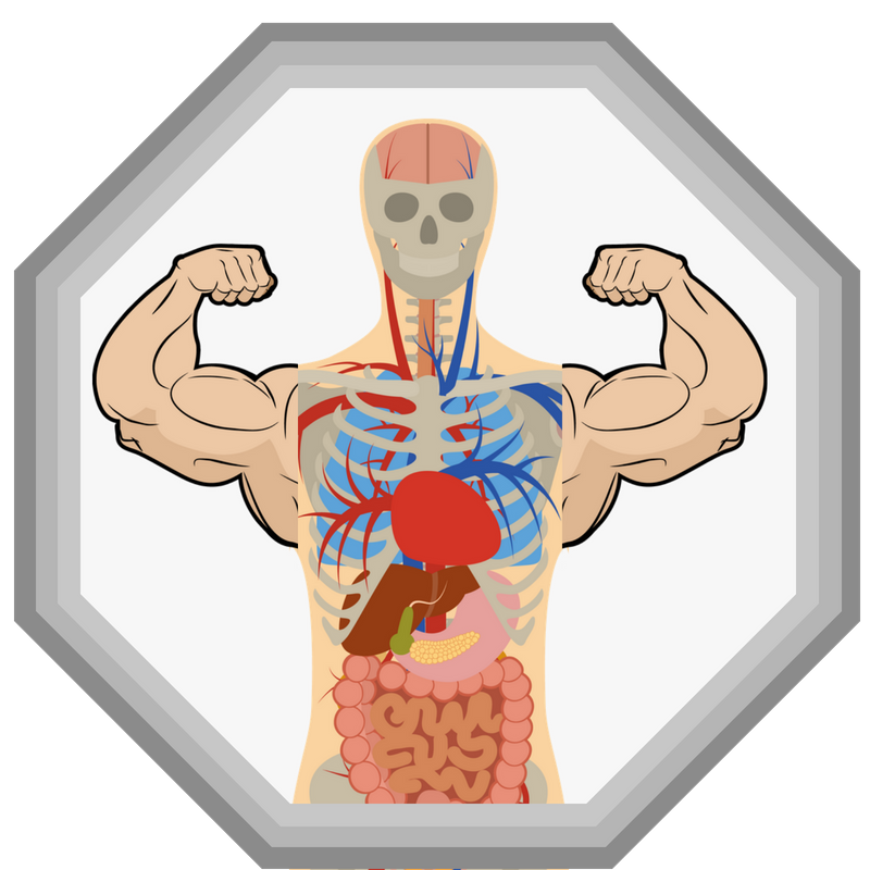 Badge - Basics of the Muscular System Educational Resources K12 Learning